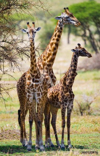 Picture of Group of giraffes in the savanna Kenya Tanzania East Africa An excellent illustration